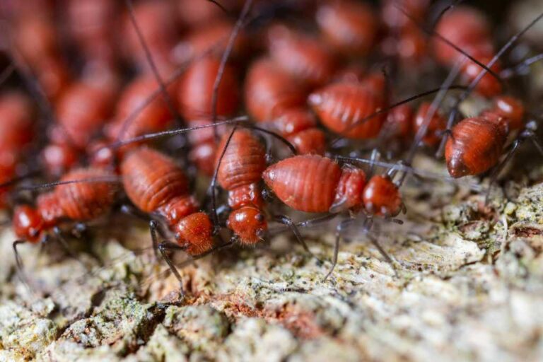 Attack of the AI crawlers